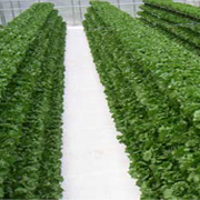 廃棄物処理・野菜工場